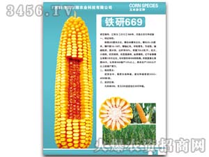 铁研669-玉米种子