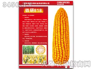铁研818-玉米种子